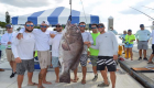وزنها 159 كيلوجراما وعمرها 50 عاما.. اصطياد سمكة بحجم إنسان