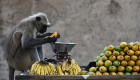 القرود تحتل قرية هندية بعد طرد أهلها من المنازل