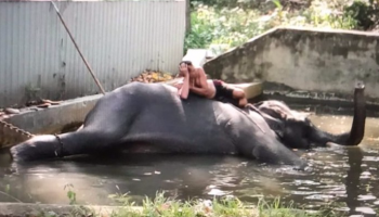 الحارس مستلقٍ على ظهر الفيل 