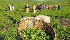 दक्षिण भारत में कड़ाके की ठंड से बढ़ी चाय उद्योग की परेशानी