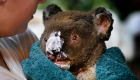 حملة تبرعات إماراتية لإنقاذ الحياة البرية في أستراليا
