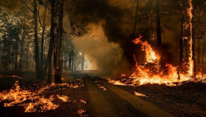 الحرائق تلتهم غابات أستراليا