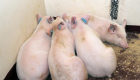 86 إصابة بحمى الخنازير في كوريا الجنوبية