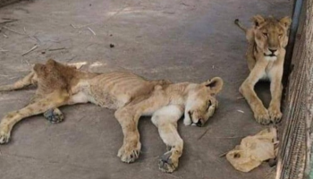 صور أسود جائعة تشعل مواقع التواصل بالسودان