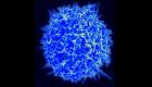 T hücresi: Tüm kanserleri tedavi edebilir mi?