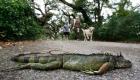 ABD'de soğuk hava uyarısı: Gökten iguana yağabilir