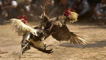 مصارعة الديوك ممنوعة في الهند بحكم القانون - أرشيفية