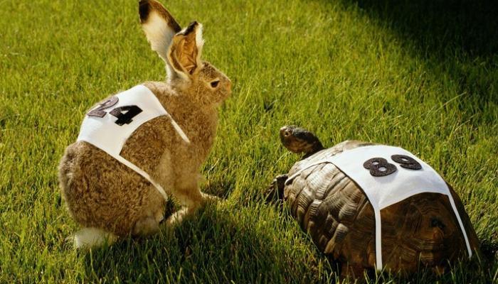 Une course entre une tortue et un lapin se termine par un résultat inattendu