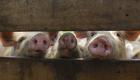 حمى الخنازير تهاجم كوريا الجنوبية.. وإعدام المئات