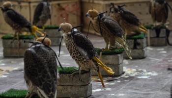 جانب من الصقور وطيور الحبارى