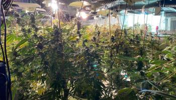 ملهى ليلي سابق يتحول إلى مزرعة حشيش  