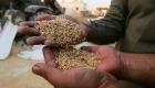 سوريا تودع أعوام الوفرة.. 200 ألف طن واردات القمح شهريا