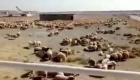 فيديو.. آلاف الخراف ترعى في مطار الخميني