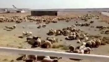 الخراف داخل مطار الخميني