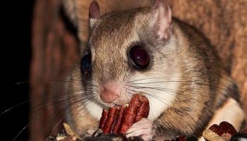 السنجاب الطائر