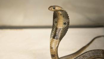 أفعى الكوبرا تعرضت للتجميل بشكل لافت