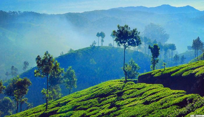 143-194749-best-tourist-destination-munnar_700x400.jpg