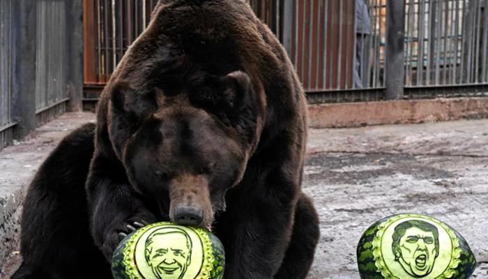 الدب الروسي يختار بايدن 