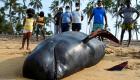 بالصور.. أكبر جنوح جماعي لحيتان على شواطئ سريلانكا