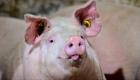 كندا تسجل أول إصابة بشرية بإنفلونزا الخنازير 