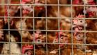 هولندا تذبح 215 ألف دجاجة لمنع انتشار إنفلونزا الطيور