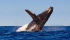 États-Unis: Deux kayakistes ont failli se faire avaler par une baleine