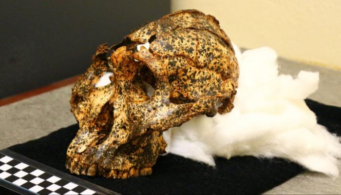 اكتشاف جمجمة عمرها مليونا عام لأسلاف البشر 