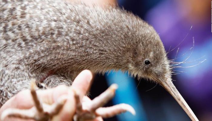 طائر الكيوي المرقط الصغير يمثل شعار نيوزيلندا