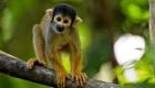 اكتشاف نادر لنوع جديد من القردة "مهددة بالانقراض"