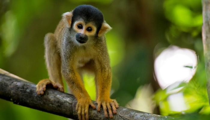 هذا النوع من القردة الصغيرة التي يراوح طول جسمها بين 50 سنتيمترا و60