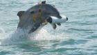 دلفین‌های «اون» برای عملیات نظامی آموزش می‌بینند