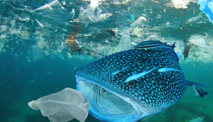 البلاستيك يخنق الحياة البحرية 
