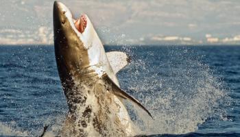 سمكة قرش (أرشيفية)