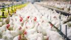 إعدام 190 ألف دجاجة في هولندا لمنع تفشي إنفلونزا الطيور