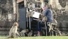 صور.. القرود "جمهور استثنائي" لعازف بيانو