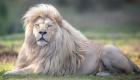 En images | l'histoire du plus beau lion du monde