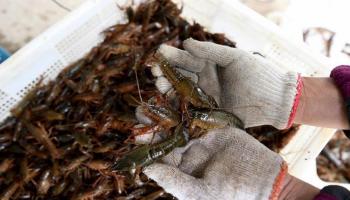 صغار جراد البحر - أرشيفية 