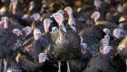 إنفلونزا الطيور تهاجم مزرعة للدجاج الرومي في بريطانيا