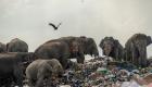 عوائق كهربائية في سريلانكا لحماية الفيلة من "البلاستيك"