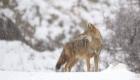 4 حيوانات مهددة بالانقراض تظهر في الجزائر.. والسبب كورونا والثلوج