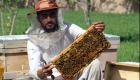 توليد عسل در افغانستان رونق يافته است