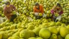 بالصور.. 8 فوائد صحية في البوملي.. هل تعرف هذه الفاكهة؟