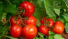 Rusya, Antalya ve İzmir'den domates ve biber sevkiyatını yasakladı