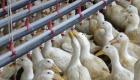 إنفلونزا الطيور تضرب مزرعة ثانية للبط في فرنسا