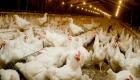 تفشي إنفلونزا الطيور في 10 محافظات يابانية.. وإعدام 2.5 مليون دجاجة