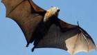 مستودع فيروسات الخفاش.. خطر دائم يهدد البشرية 
