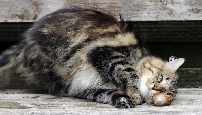 التيبس عند الحركة من علامات التهاب المفاصل عند القطط