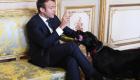 Nemo, le chien d'Emmanuel Macron star des réseaux sociaux en France