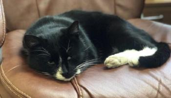 القط الروسي يتخذ موقعا داخل وزارة البيئة