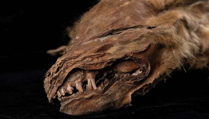 اكتشاف جرو ذئب محنط عاش قبل 57 ألف عام